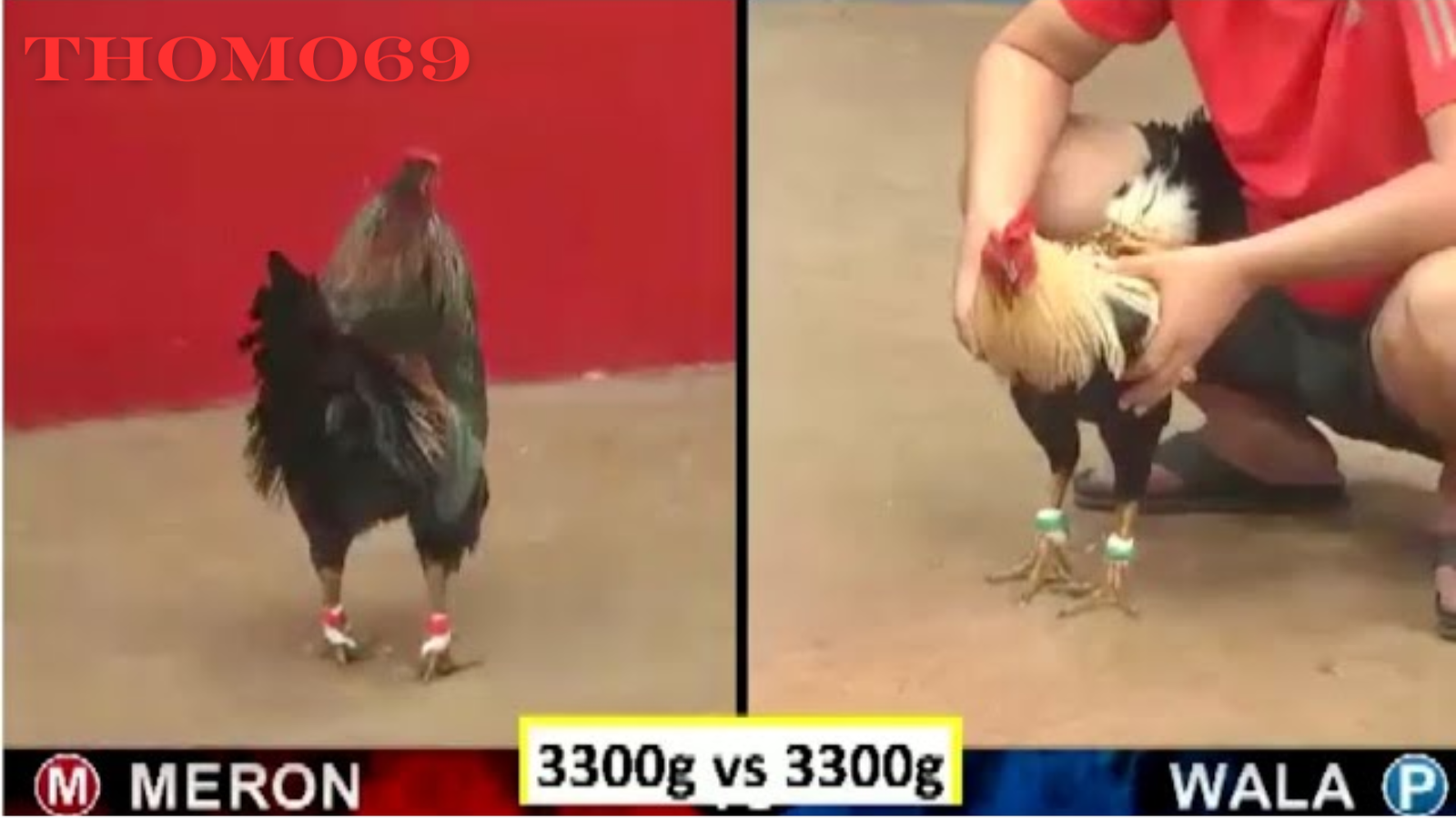 Huyền Thoại gà Xanh Trích Sừng - Thomo69