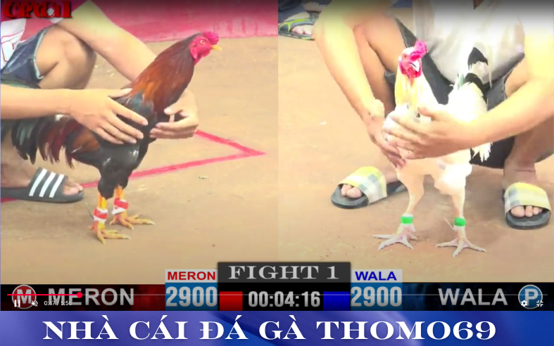 hướng dẫn cách chơi ,cách đặt cược cho tân thủ mới tại thomo 69