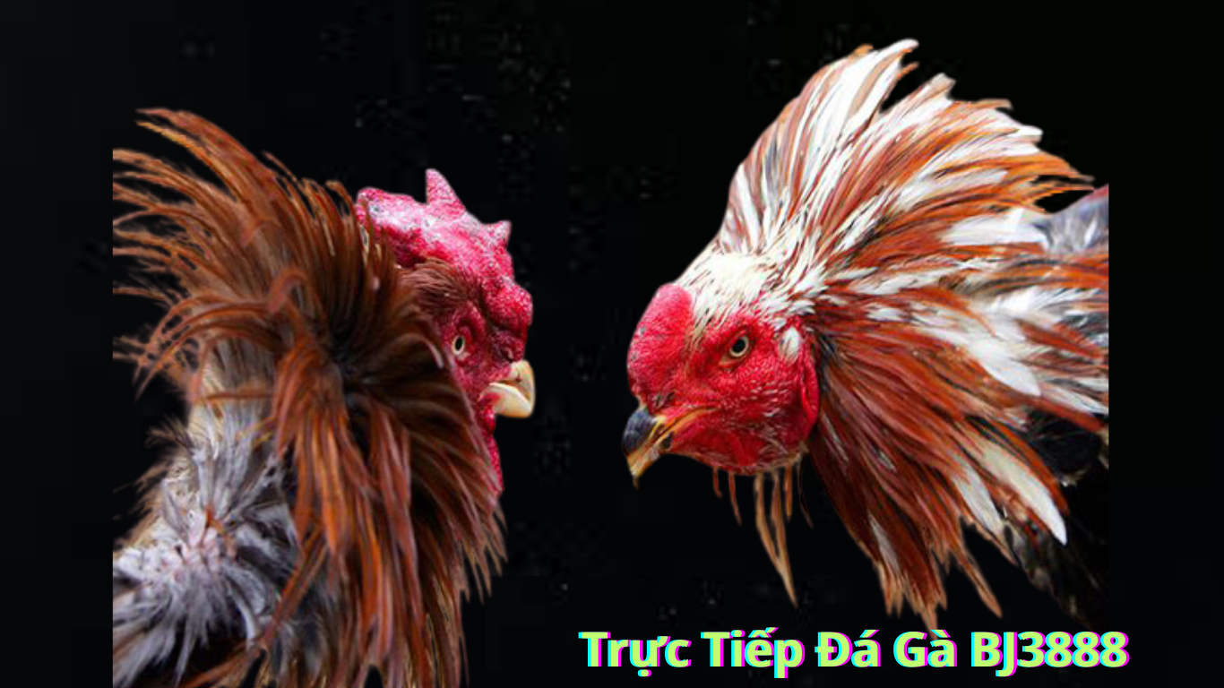 Cách Truy Cập BJ3888 Trực Tiếp