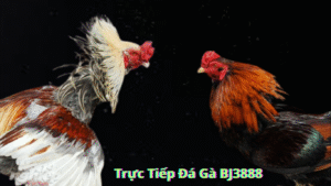 Thomo69 Trực Tiếp Đá Gà BJ3888 Khám Phá Thế Giới Đá Gà Trực Tuyến