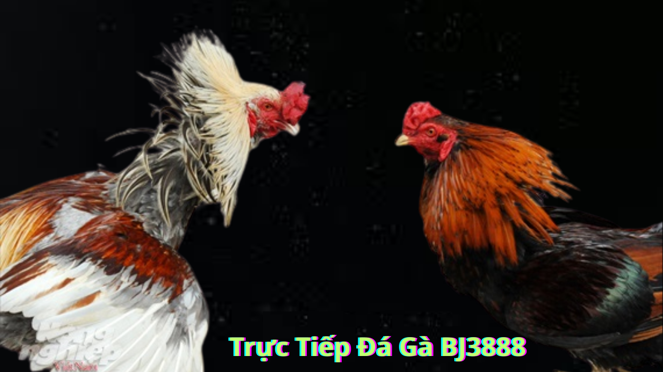 Thomo69 Trực Tiếp Đá Gà BJ3888 Khám Phá Thế Giới Đá Gà Trực Tuyến