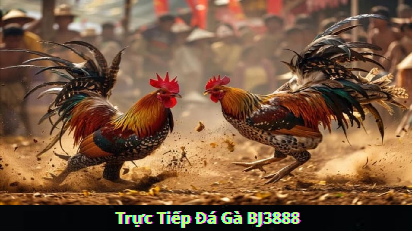 Những Trận Đá Gà Nổi Bật Trên Thomo69
